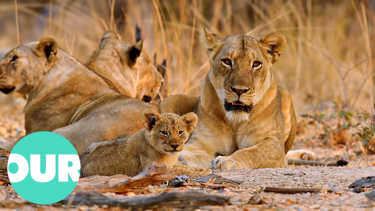 Lion Country: Young and Vulnerable Cubs in Danger