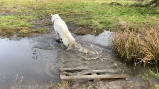 My Husky Decided to Go the Muddy Way..