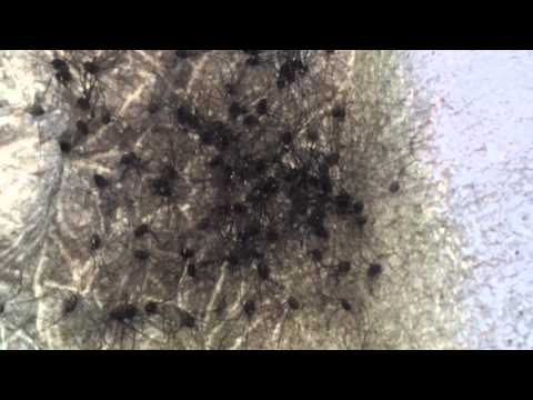 Harvestmen//Daddy-Longlegs Spider Cluster in the Cimetière de Bruxelles