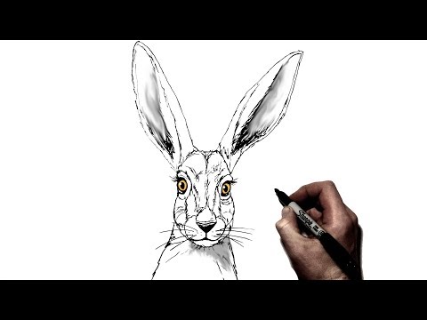 How to Draw a Rabbit | Step by Step