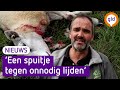 Dierenartsen hebben handen vol aan gewonde schapen