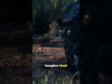 You Won’t Believe Where Cape Genets Thrive in KZN!