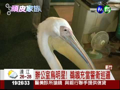 鵜鶘住進辦公室 陪員工辦公!