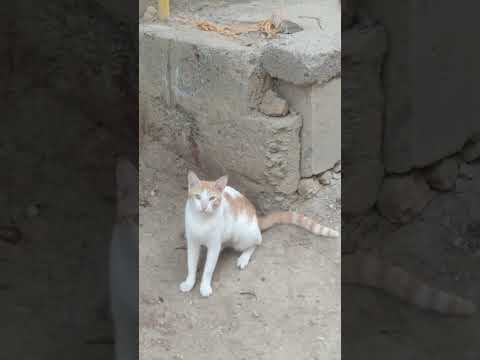 🐈 cat is very cute 🥰