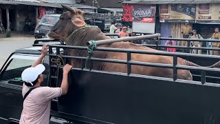 Download lagu SEREM UJI NYALI MENURUKAN SAPI NGAMUK KERAS MISTERI SENIN KLIWON mp3