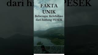 Download lagu Fakta hidung Pesek yang lebar dan bulat #shorts mp3 Download lagu Fakta hidung Pesek yang lebar dan bulat #shorts mp3