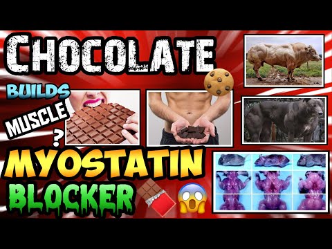 CHOCOLATE IS ANABOLIC ??! BLOCK MYOSTATIN & INCREASE FOLLISTATIN W/ EPICATECHIN 🧬🐂MYOSTATIN MONDAY🧬🐂