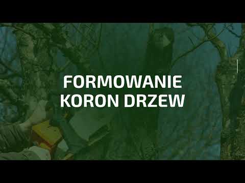 Stanisław Mazur Alpinistyczna Wycinka Drzew - video