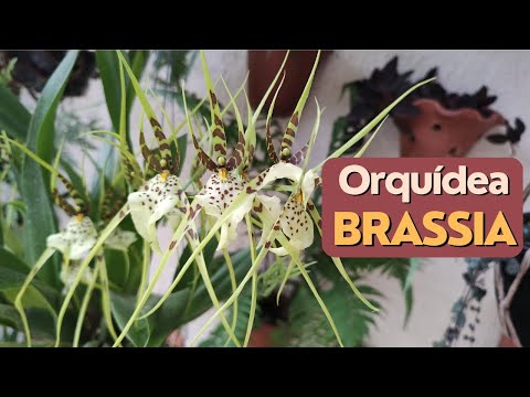 , title : 'Floração da orquídea Brassia'
