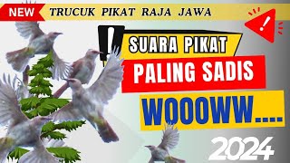 Download lagu Suara pikat trucukan ribut paling ampuh ‼️ mp3