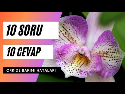 10 soru 10 cevap ile Orkide Bakımı | Orkide Bakımında Sık Yapılan Hatalar
