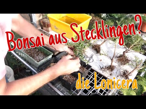 Lonicera -aus Steckholz wird Bonsai Pre-Bonsai 2023/34