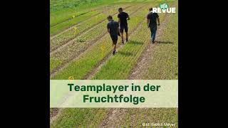 Gründüngungsmischungen