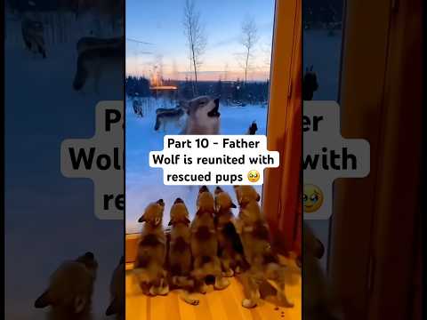 I couldn’t believe it when it happened🥺 #wolf #sad #animals #puppy #rescue #rip