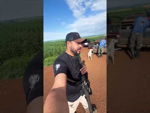 #rioverdegoias #caça #caçador #javali #aventura #cachorros