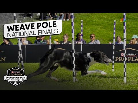 Incredible Dog Challenge 2025: Weave Pole National Finals | NBC Sports - YouTube