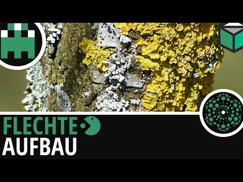 Aufbau Flechte einfach erklärt│Biologie Lernvideo [Learning Level Up]