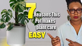7 Mistakes That Kill Big Plants in Semi Hydroponics Transitions