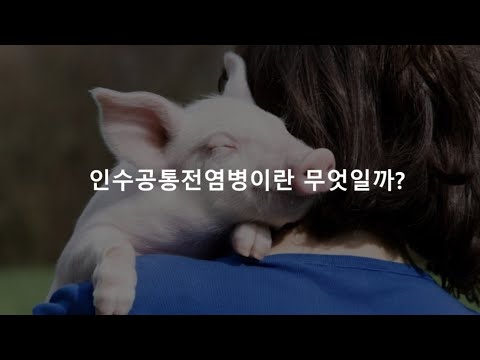 , title : '돼지의 콜레라가 사람에게도 옮을까? - 인수공통전염병에 대한 사실들'
