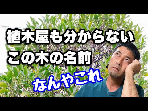 木の根元に灰を置いてもいいでしょうか？何のために ？特典＋申込方法  庭園
