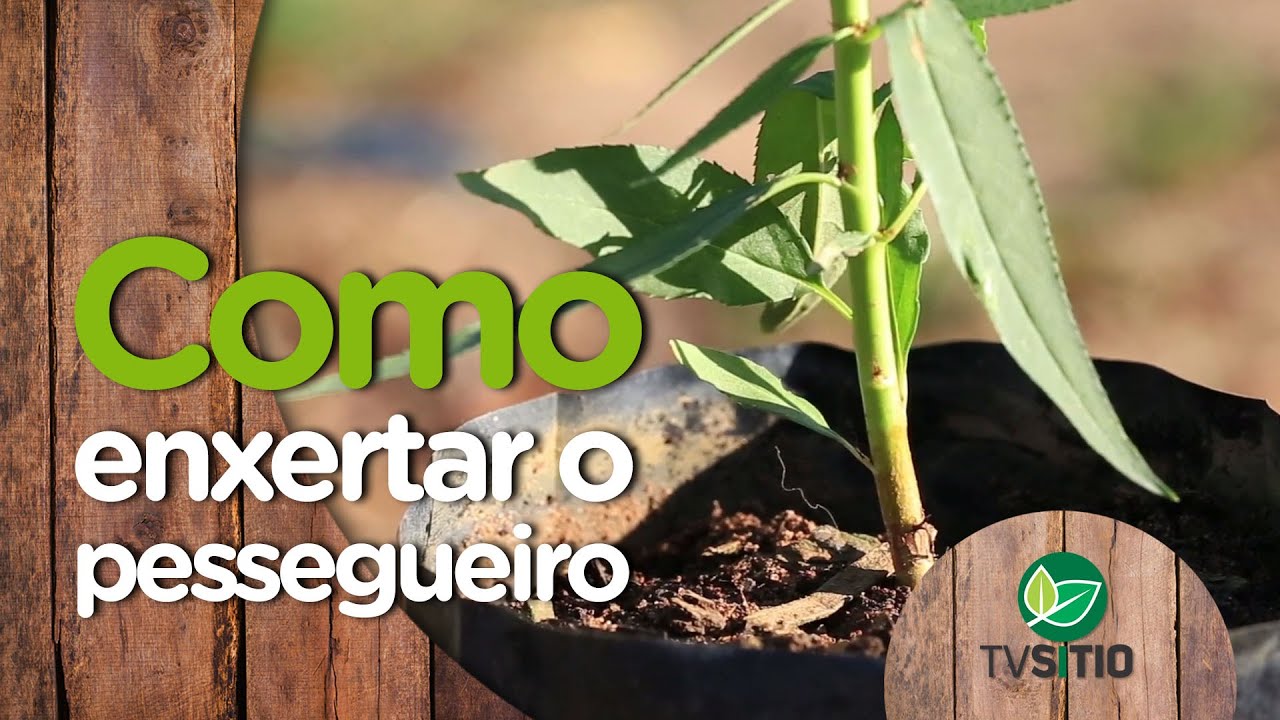 Como enxertar o pessegueiro