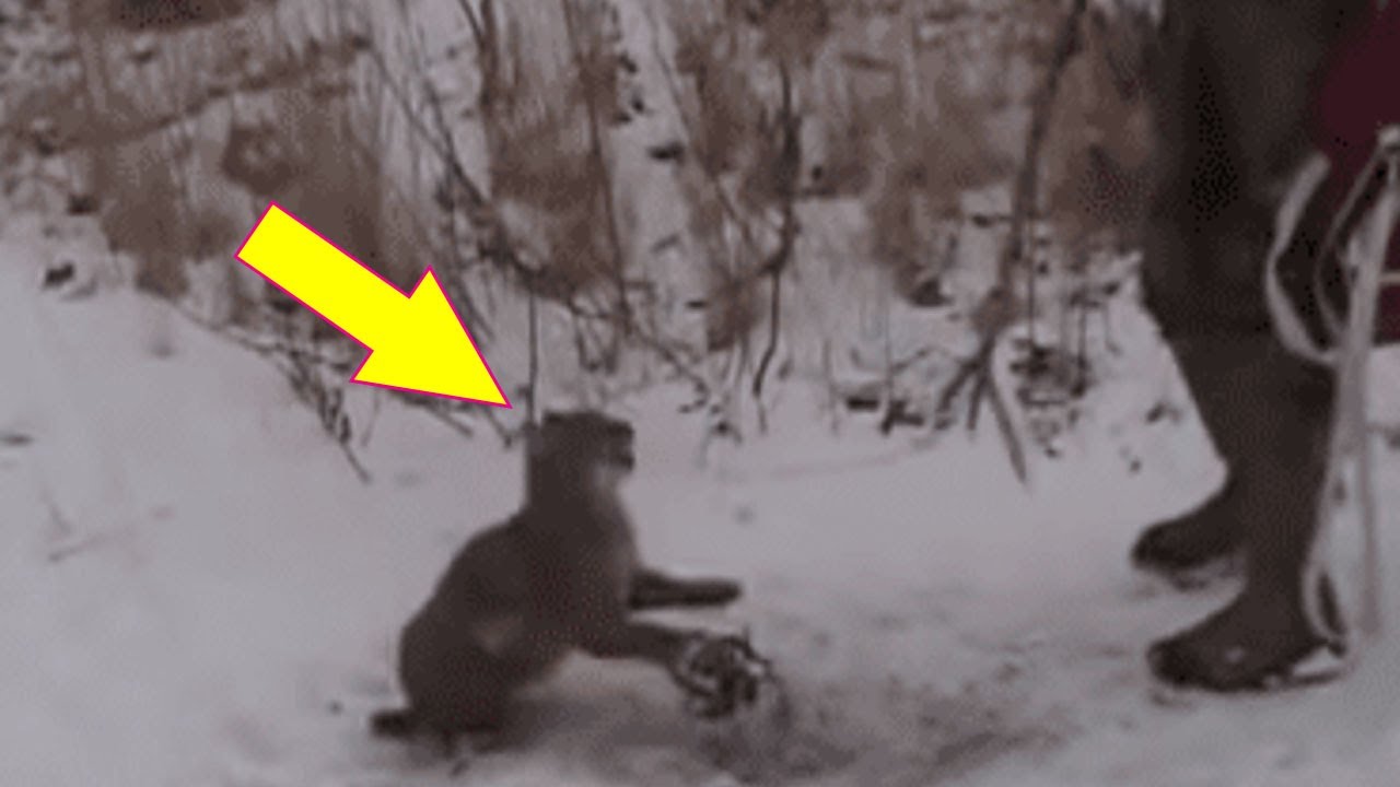 Men Take A Risk To Save Angry Bobcat Caught In Bear Trap – But They Couldn’t Predict Its Reaction