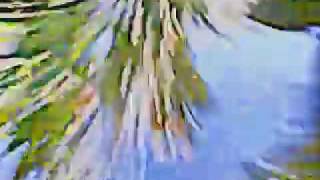 I've Been the One  :  The Golden Palominos feat. Syd Straw