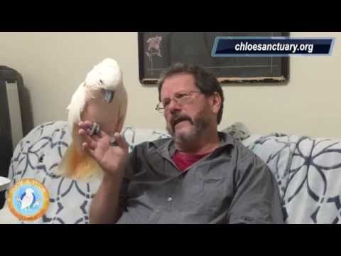 How I Deal With a Frustrated Male Parrot | Ep.15: Salamander | Cockatude: Cockatoos with Attitude