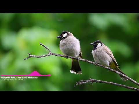 Muaj Peev Xwm - Neej Nyob Ameliskas