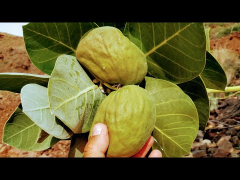 Calotropis Gigantea Extract Powder