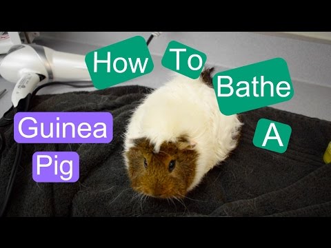 How to Bathe a Guinea Pig