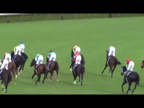 現地撮影）2016 第２１回秋華賞（GⅠ）ヴィブロス