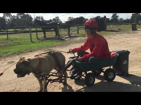 #binisolationouting #wredbackbullmastiffs #offthetrack #redbackracingservices #bullmastiffsrule