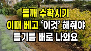 들깨 수확시기 이때 베고 이것 해줘야 들기름 배로 나와요