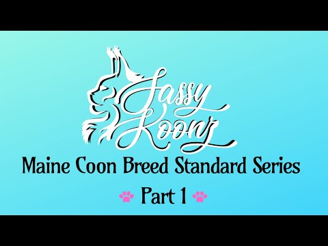 Maine Coon Breed Standard Series Part 1- Sassy Koonz Maine Coon Cattery