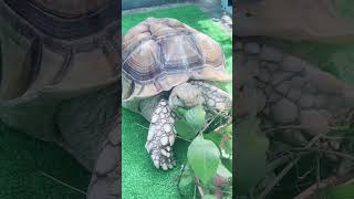 ヤブガラシが好き🐢 #リクガメ #tortoise #pets
