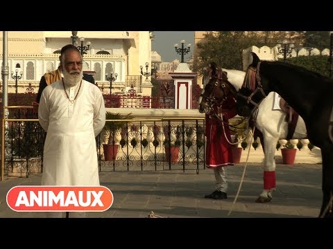 , title : '[DOCU] Cheval  Marwari  la renaissance du prince des Indes - Animaux'