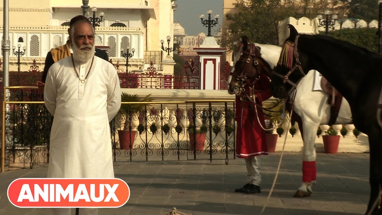 Documentaire "Cheval Marwari, la renaissance du prince des Indes" en