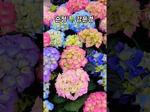 #순정#강문경#신작뮤비