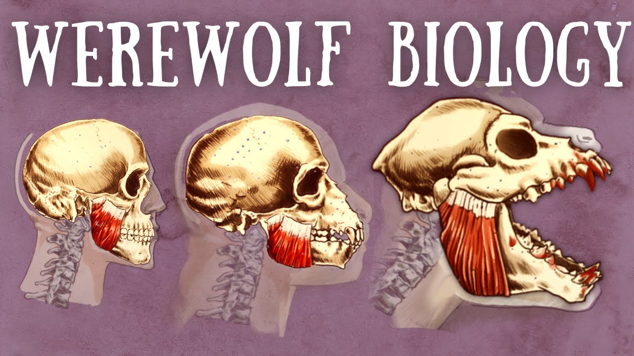 Werewolf Biology Explained | The Science of Lycanthropy