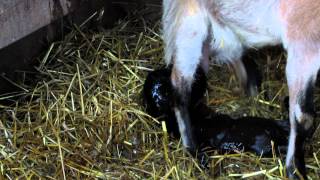 preview picture of video 'baby goats being born 115.MOV'