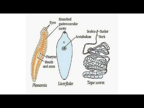 paraziți pinworm și tratamentul lor cancer mamelon barbati