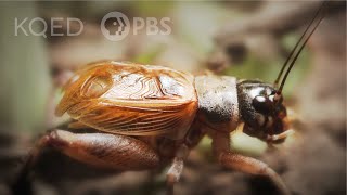 Crickets Use Their Wings To Sing | Deep Look