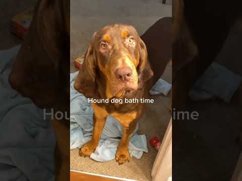 Funny and cute dogs compilation#funnydogs#cute#doglover#doglife#cure#dogshorts#pet#doglife