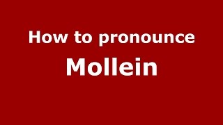 How to pronounce Mollein