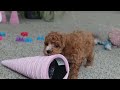Cavapoo dogs for sale: Allie - Video 1