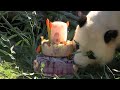 Berlin Zoo Male Panda Celebrates Birthday
