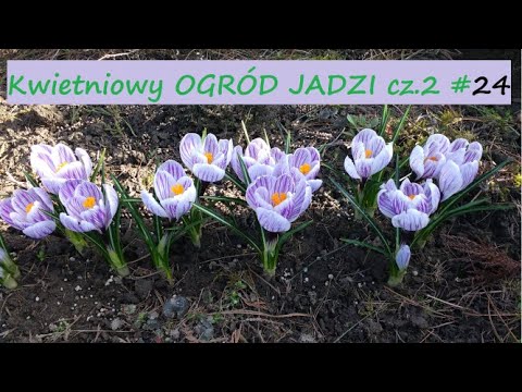 Kwiecień cz.2. Nowe rabaty. Bonsai z jałowca.  |Ogród Jadzi #24