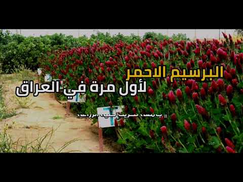 التقرير المرئي الرابع