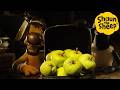 Shaun The Sheep What S In The Case APPLE Cartoons For Kids Full Episodes Compilation 1 Hour